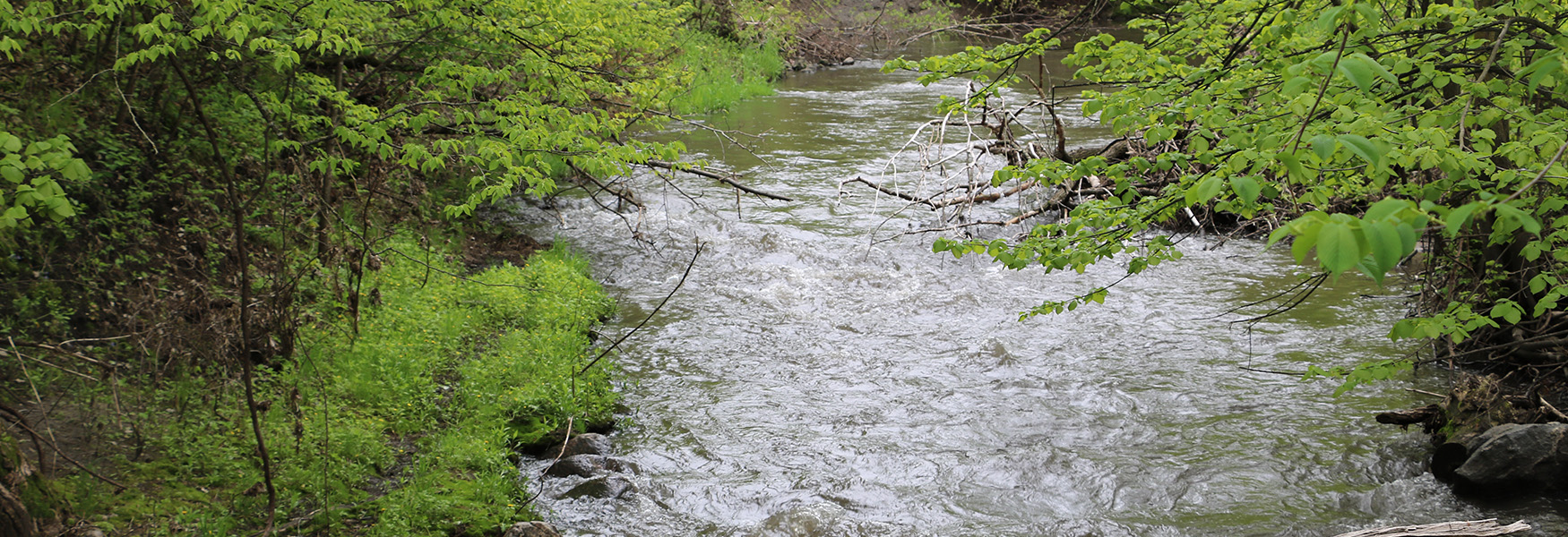 Birch Coulee Stream