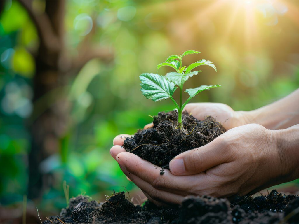 Person holding plant in soil